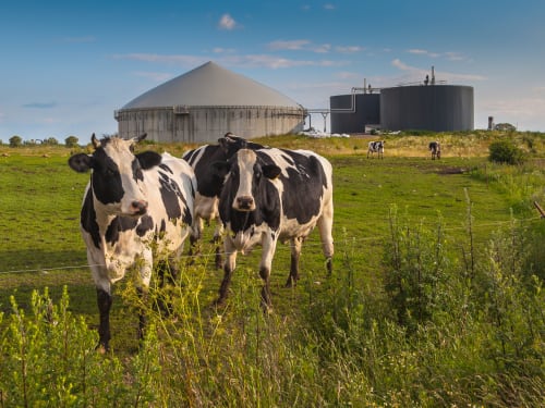 Koeien in weiland en op de achtergrond biogas silo's voor duurzaam gas