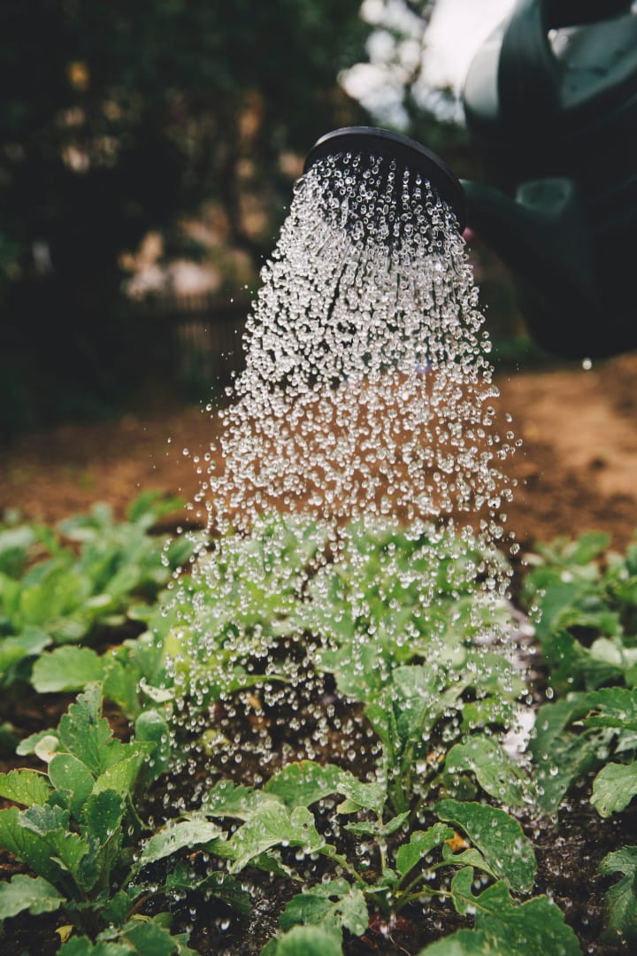 Planten water geven met gieter