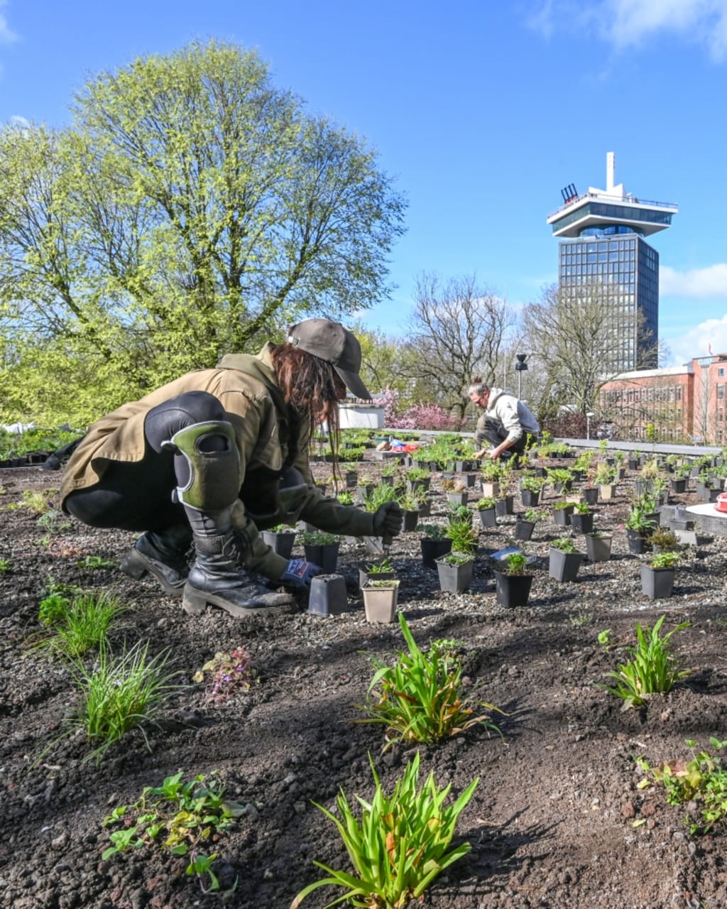 Vrouw en man planten plantjes op een groendak in Amsterdam. Op de achtergrond zien we de Amsterdam toren.