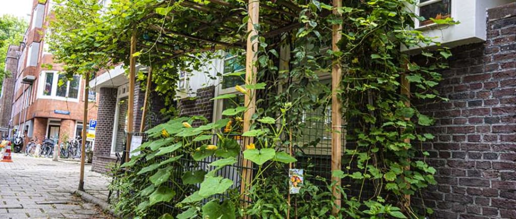 Een voorgevel van een woning in Amsterdam. Voor de woning staat een soort overkapping waar aan alle kanten groene planten en bloemen aan groeien.