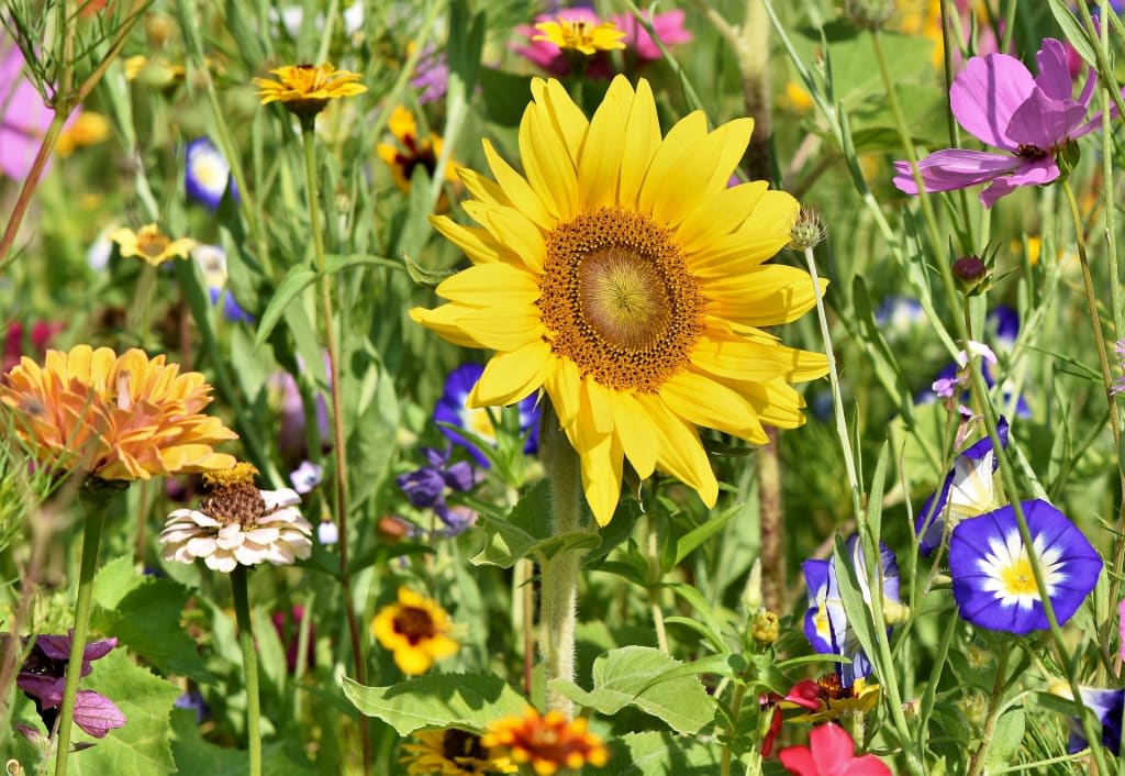 Bloemen in een veld