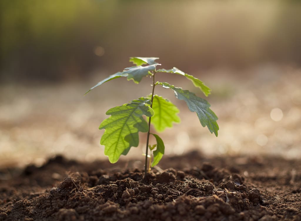 Jong plantje in de aarde met daarachter zonnestralen
