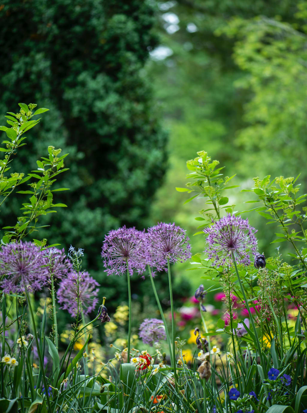 Een tuin met gekleurde bloemen op de voorgrond en groene planten daarachter.