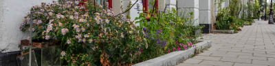 Foto van een geveltuin