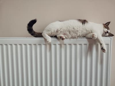 kat die op een radiator ligt