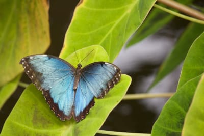 Grote blauwe vlinder met zwarte randen, zittend op groen blad