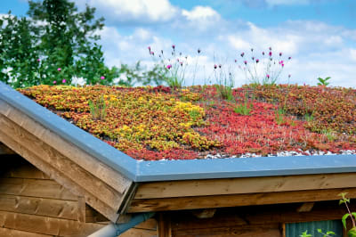 Sedum dak met gele, rode, groene en bruine plantjes op dak van een houten schuur