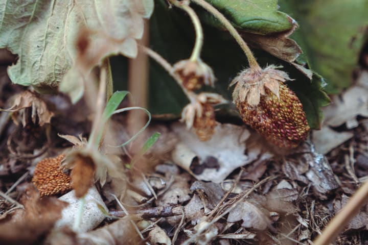 Aardbeien aangetast door droogte