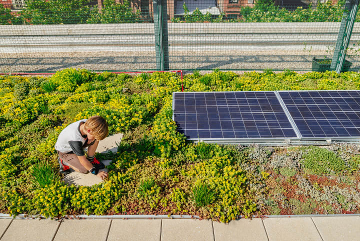 Groen dak met zonnepanelen